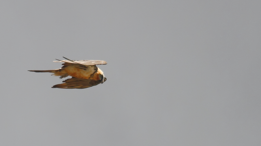 Bearded Vulture