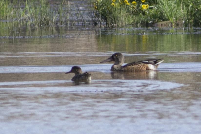 Northern Shoveler
