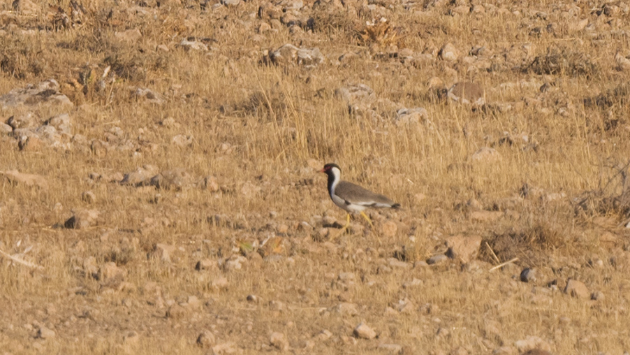 Red-wattled Lapwing