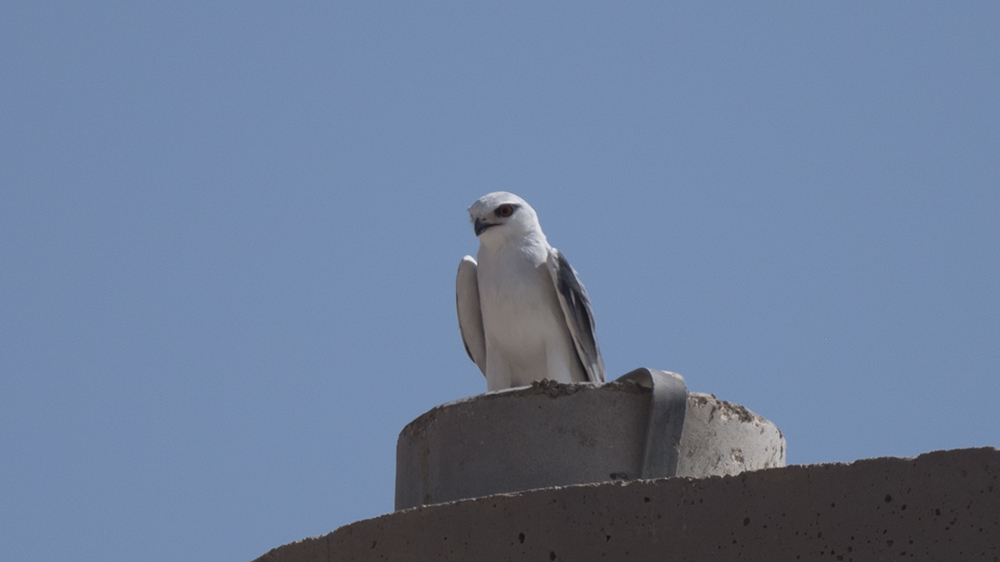Black-winged Kite