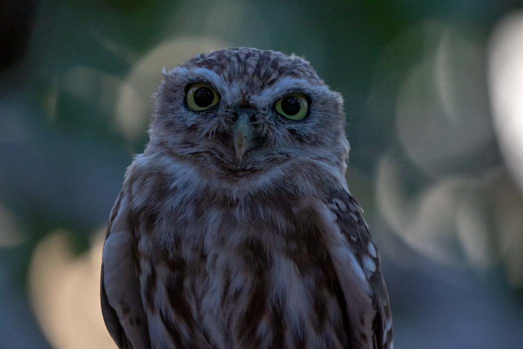 Little Owl