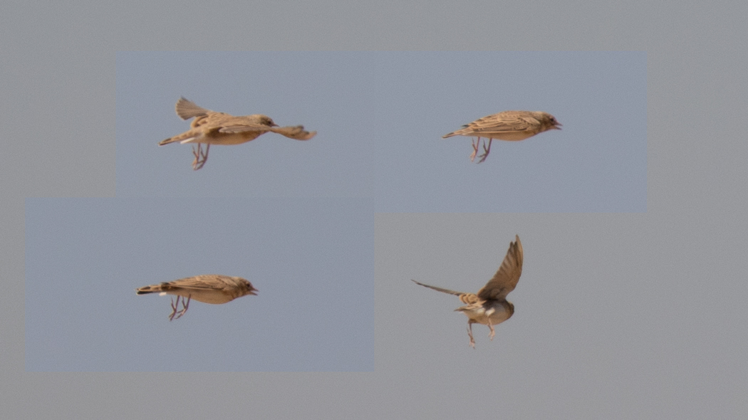 Turkestan Short-toed Lark