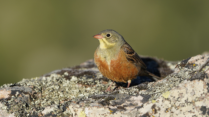 Ortolan Bunting