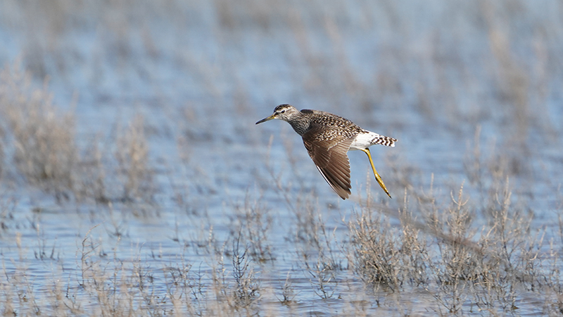 Wood Sandpiper