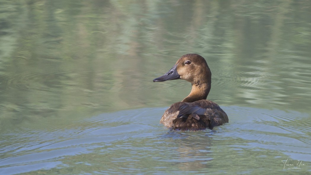 Common Pochard
