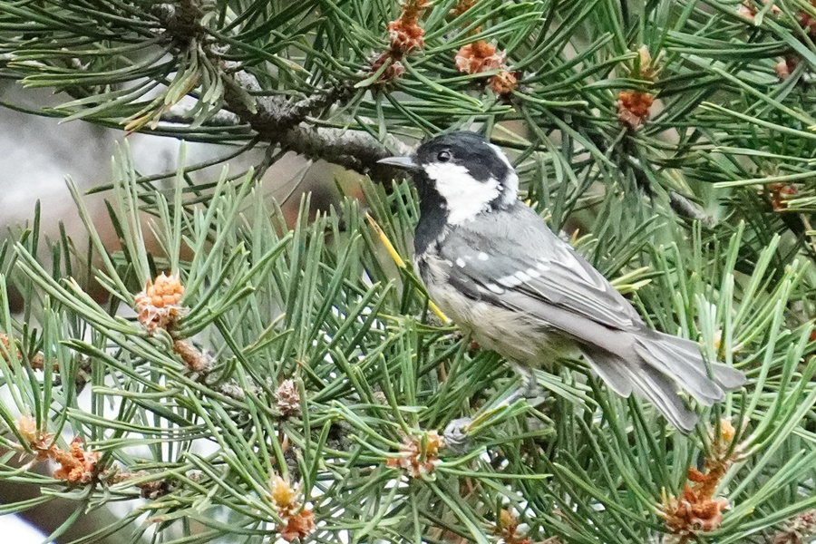 Coal Tit