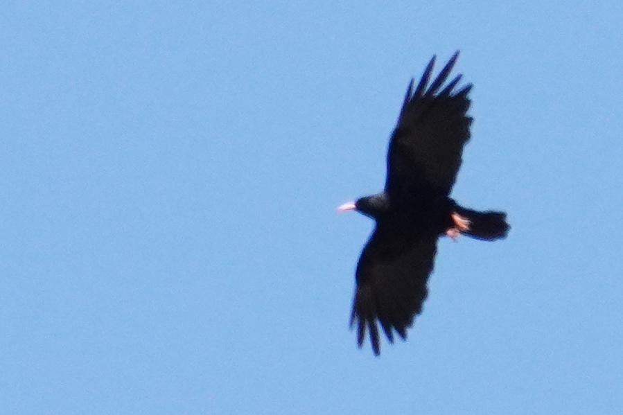 Red-billed Chough