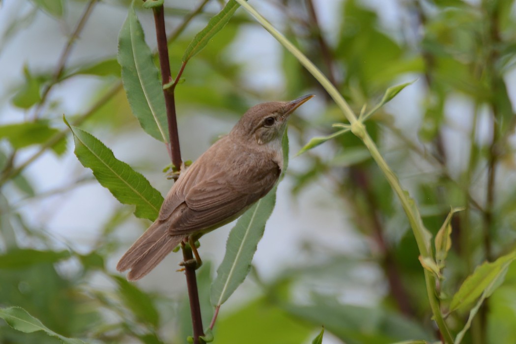 Common Reed Warbler
