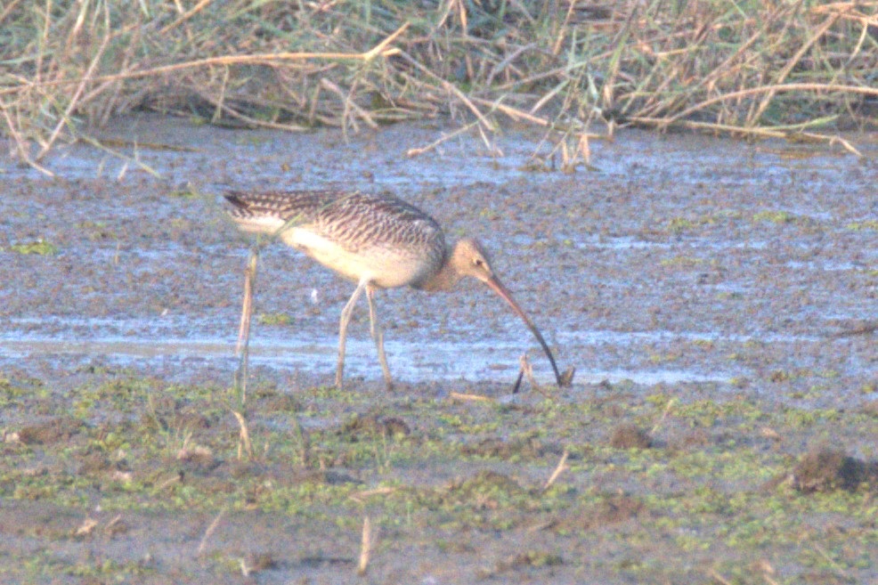 Eurasian Curlew