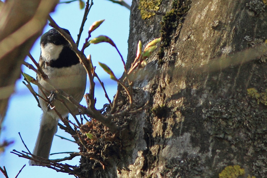 Coal Tit