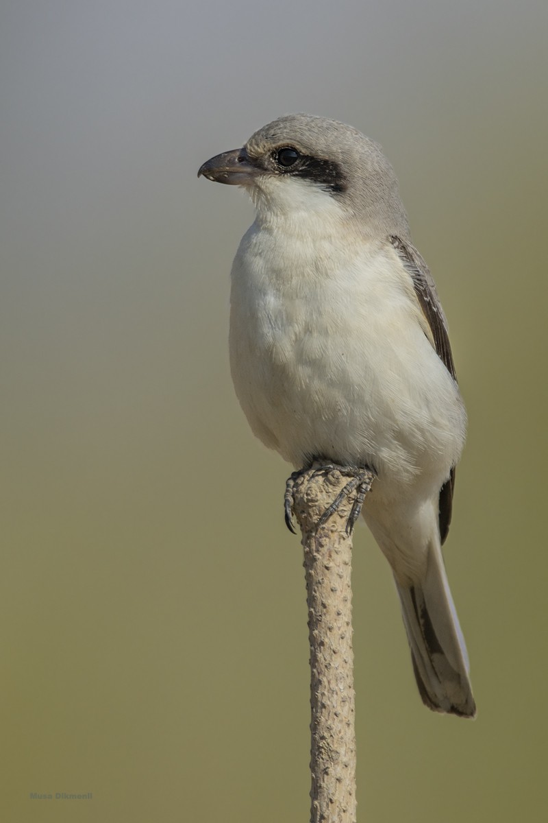 Lesser Grey Shrike