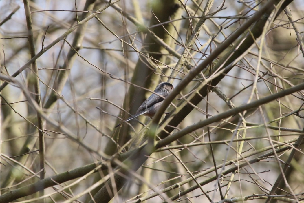 Long-tailed Tit