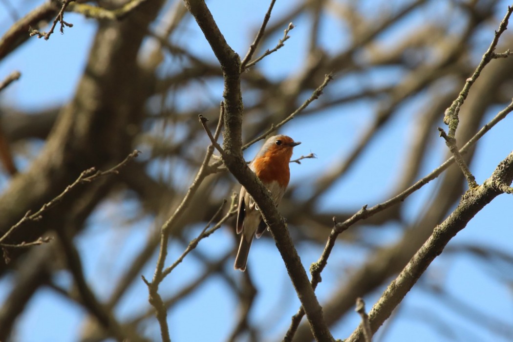 European Robin