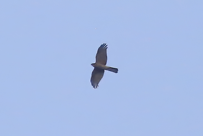 Eurasian Goshawk