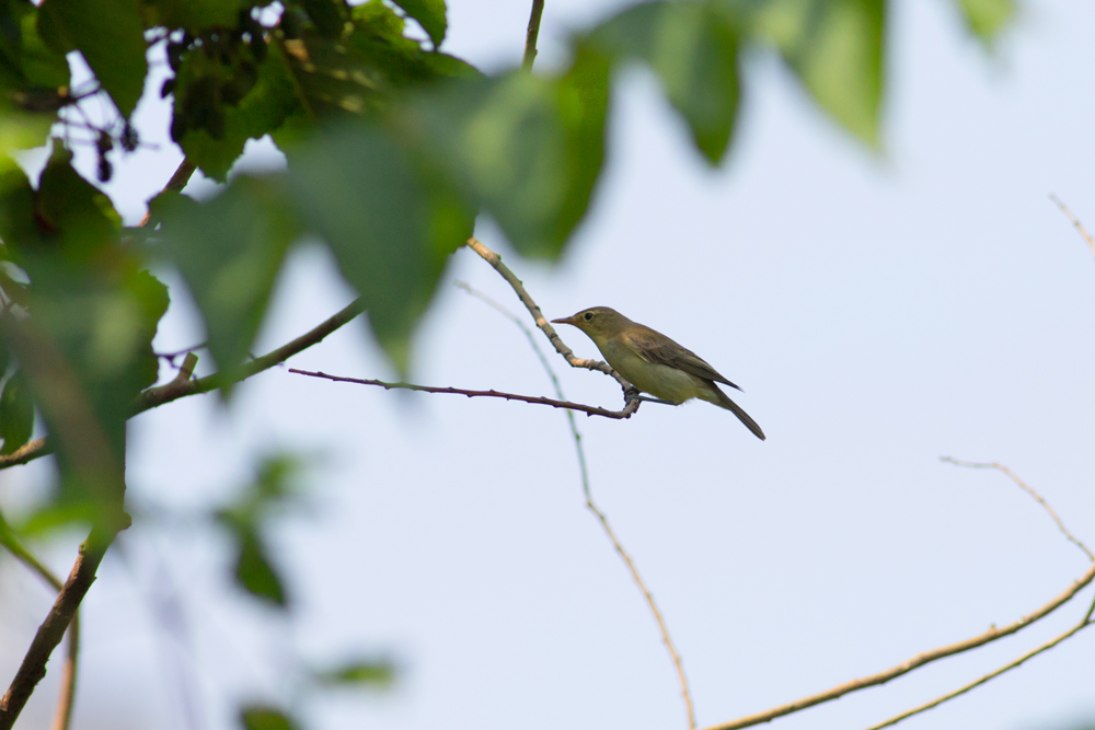 Icterine Warbler