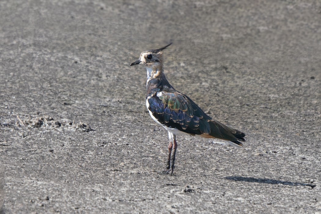 Northern Lapwing