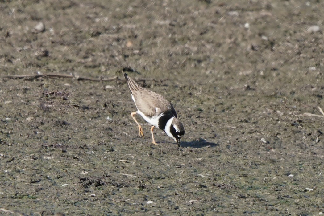 Common Ringed Plover