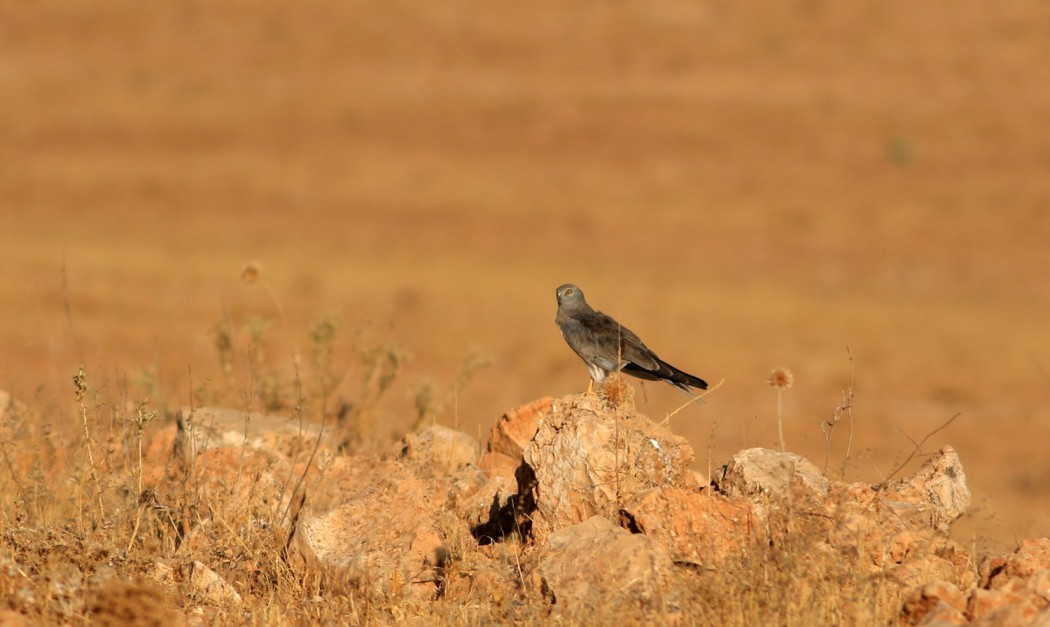 Montagu`s Harrier
