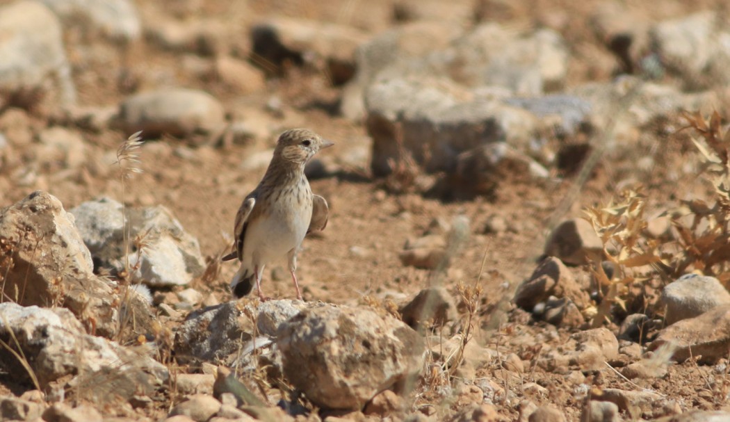 Turkestan Short-toed Lark