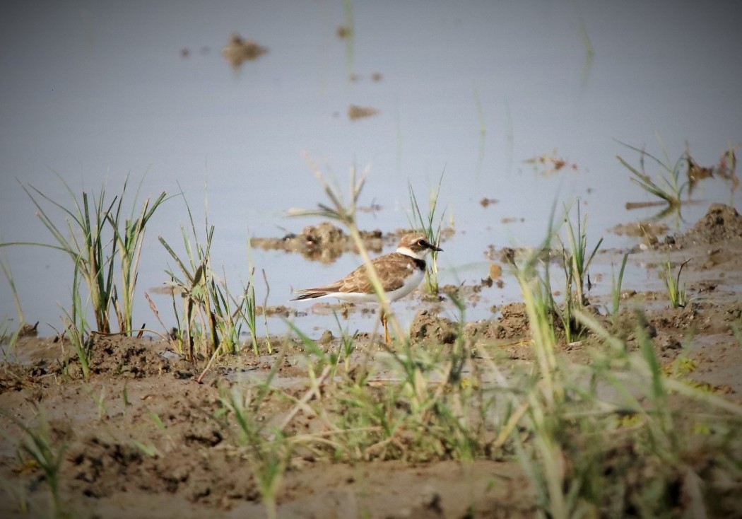 Little Ringed Plover
