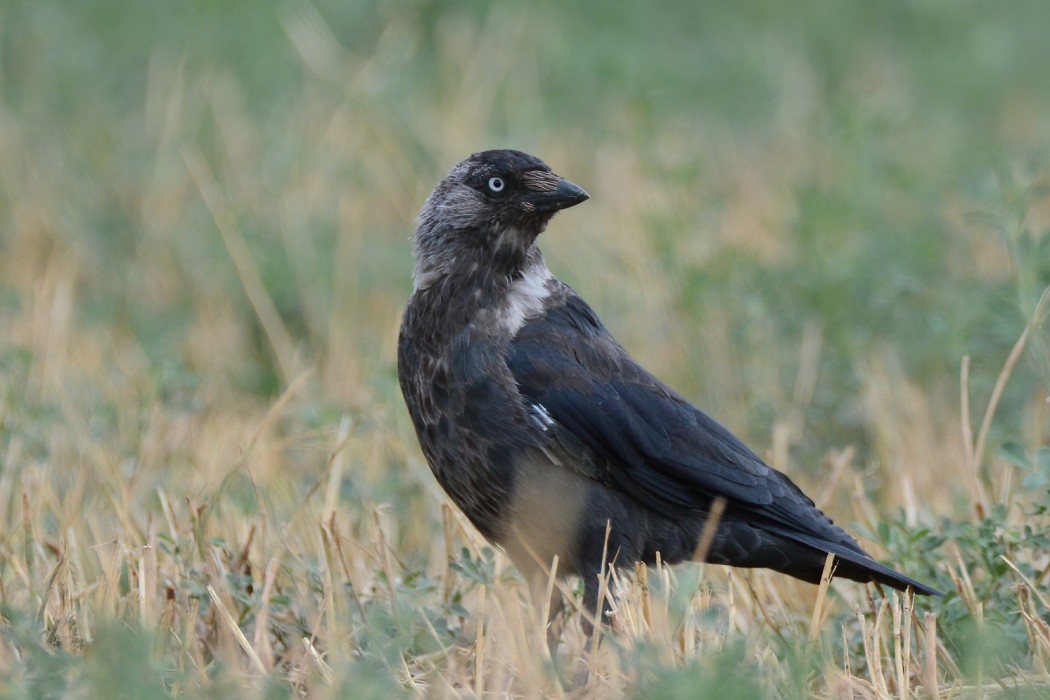 Western Jackdaw
