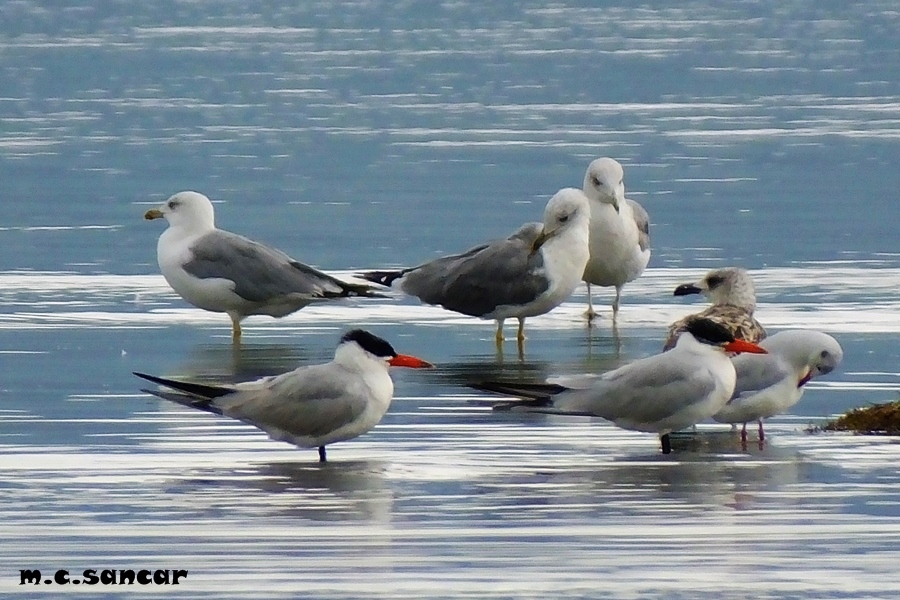 Caspian Tern