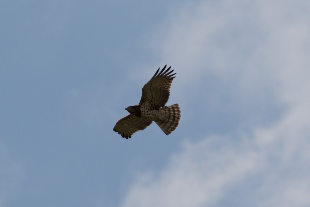 Short-toed Snake Eagle