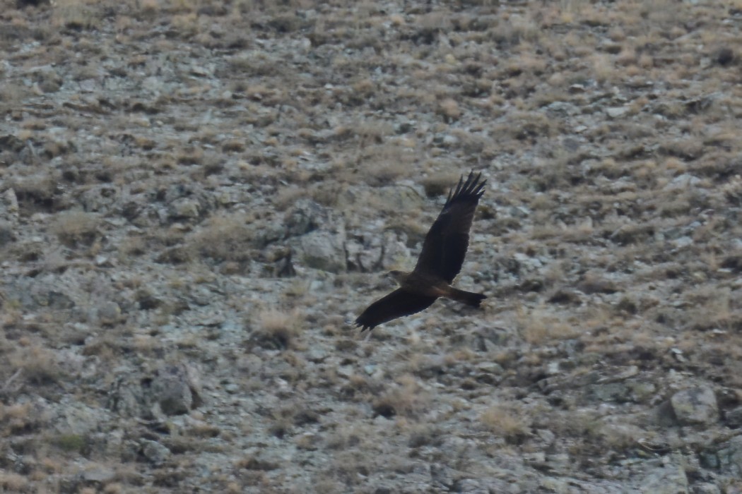 Black Kite