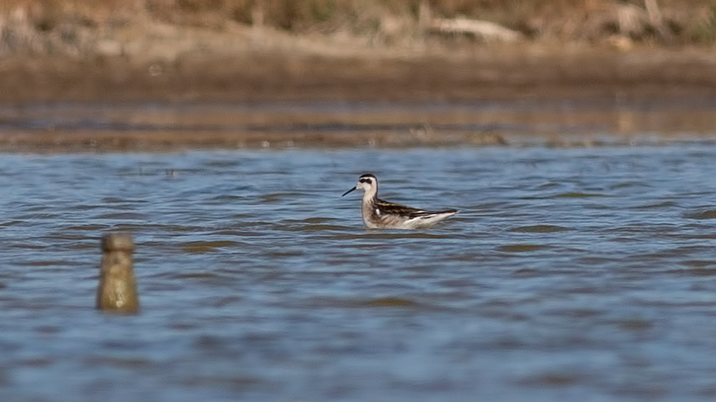 Red-necked Phalarope