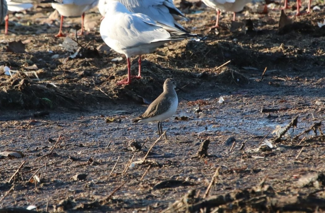 Dunlin