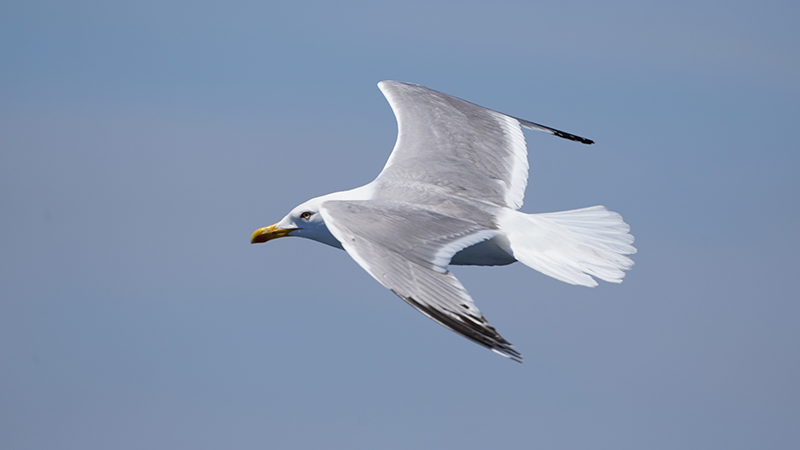 Yellow-legged Gull