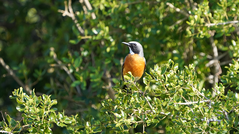 White-throated Robin