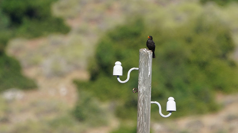 Common Blackbird