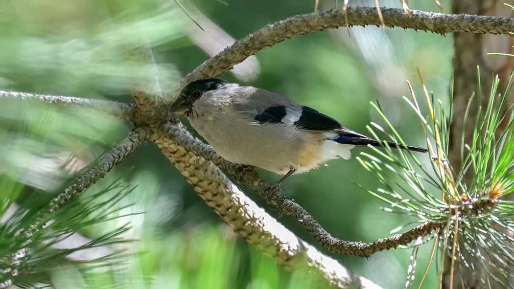 Eurasian Bullfinch