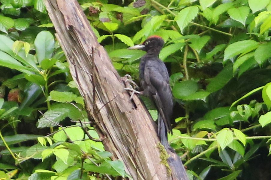 Black Woodpecker