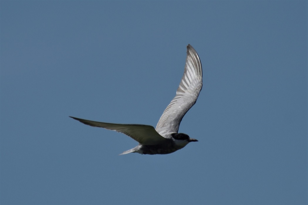 Whiskered Tern