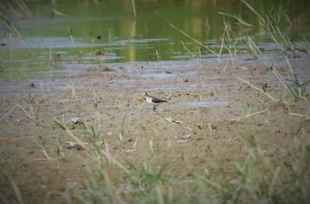 Common Sandpiper