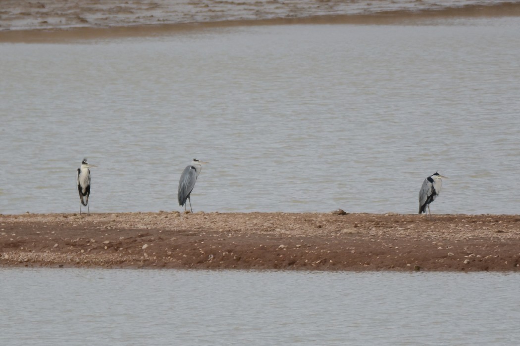 Grey Heron