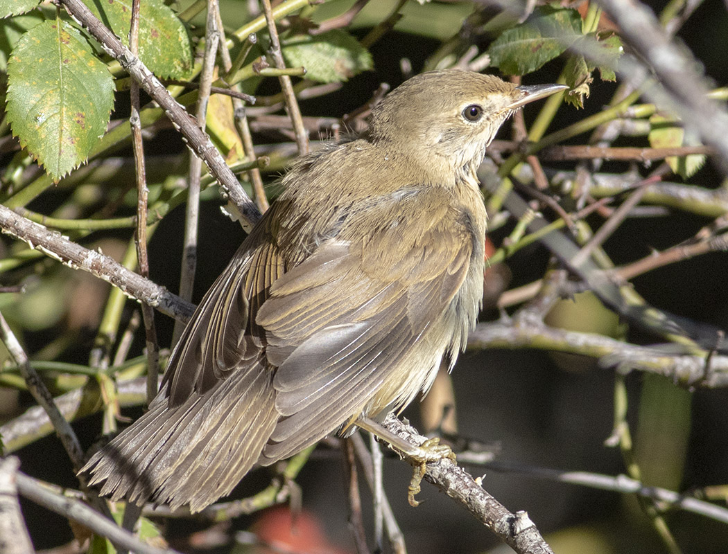 Marsh Warbler