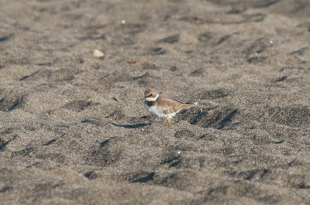 Little Ringed Plover