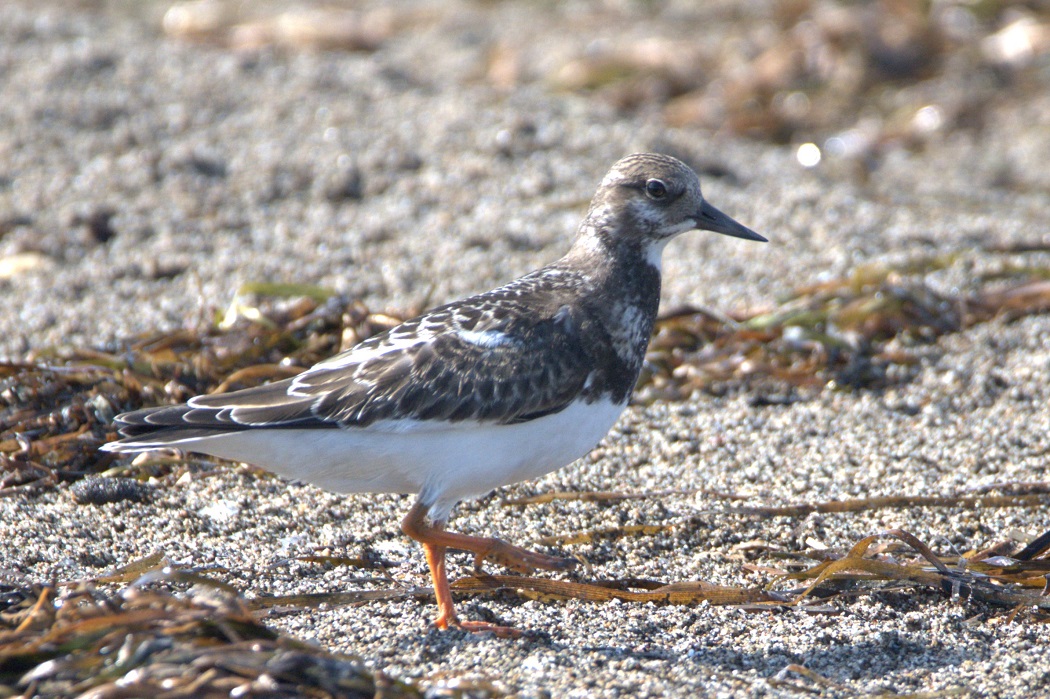Ruddy Turnstone