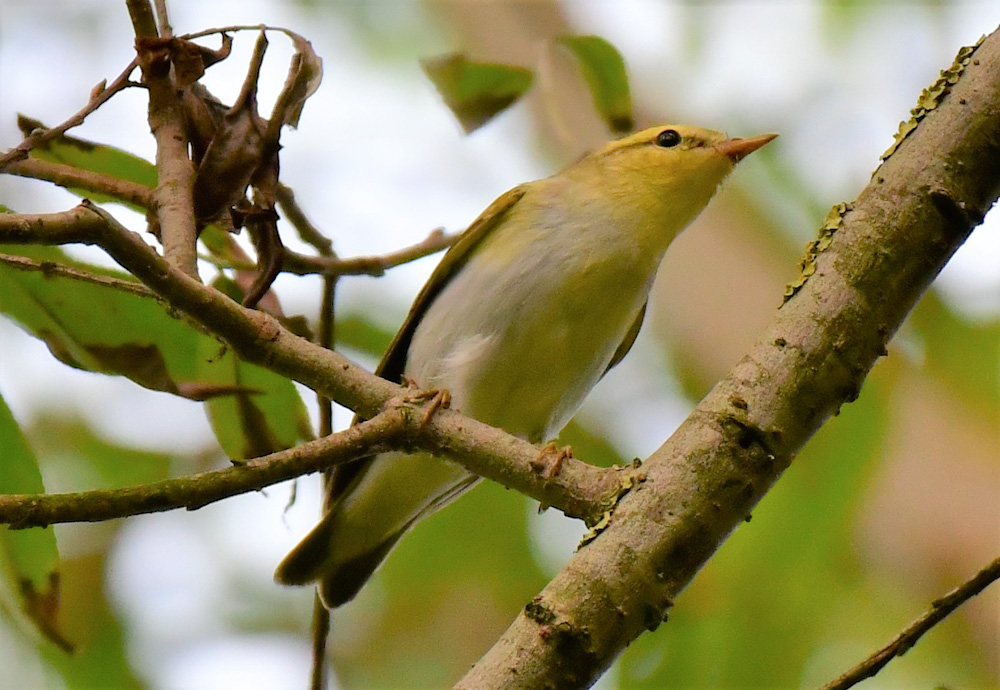 Wood Warbler
