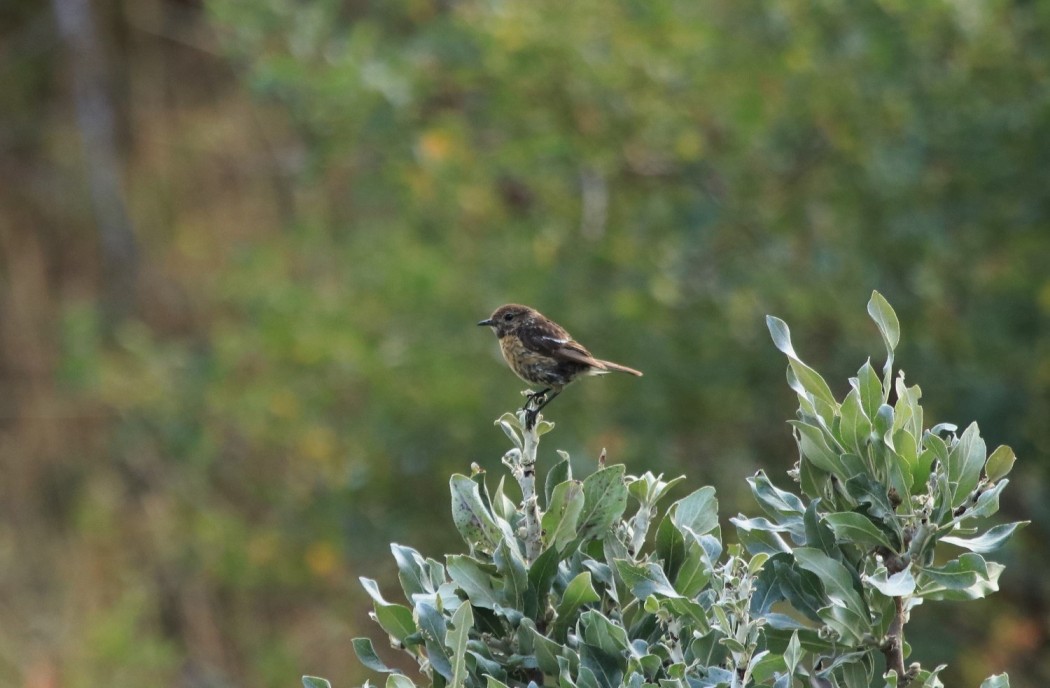 European Stonechat