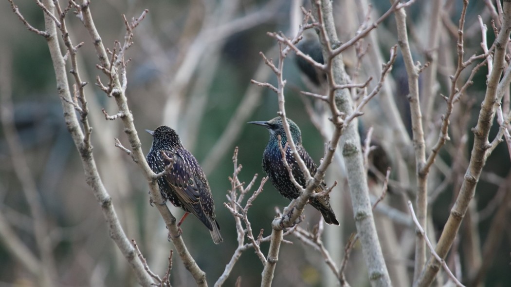 Common Starling
