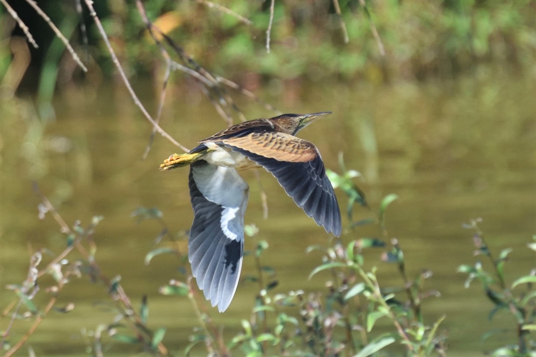 Little Bittern