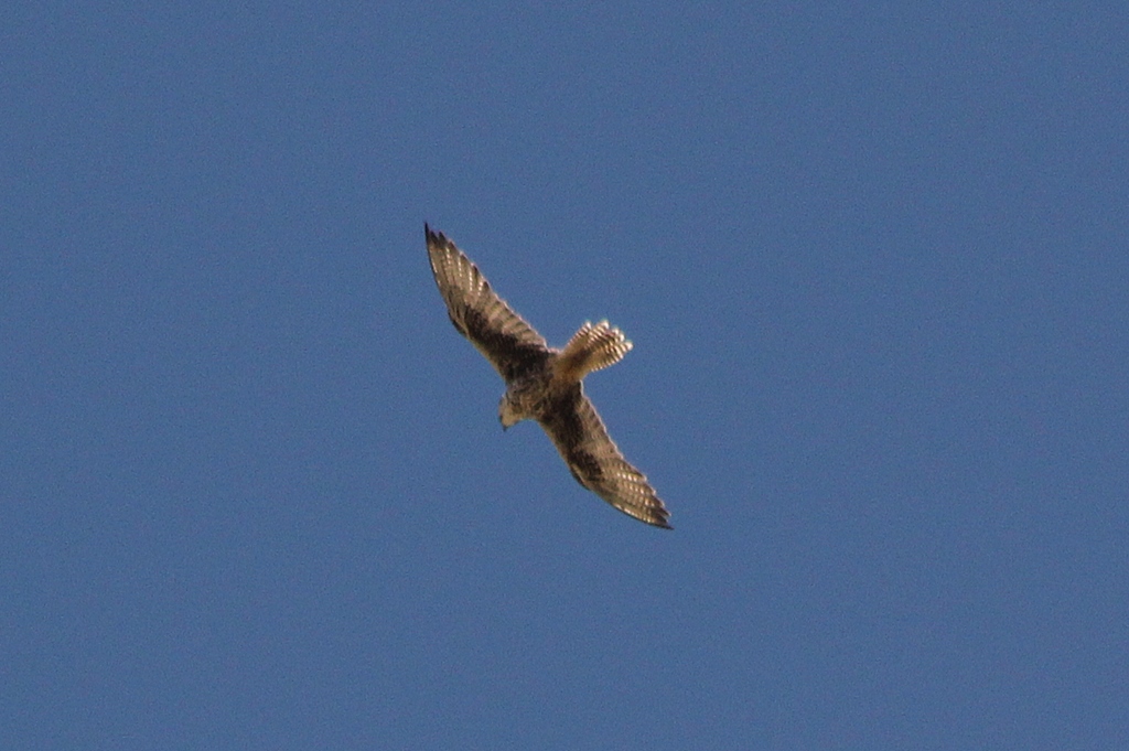Ulu doğan