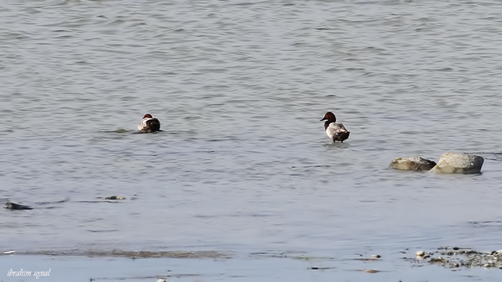 Common Pochard