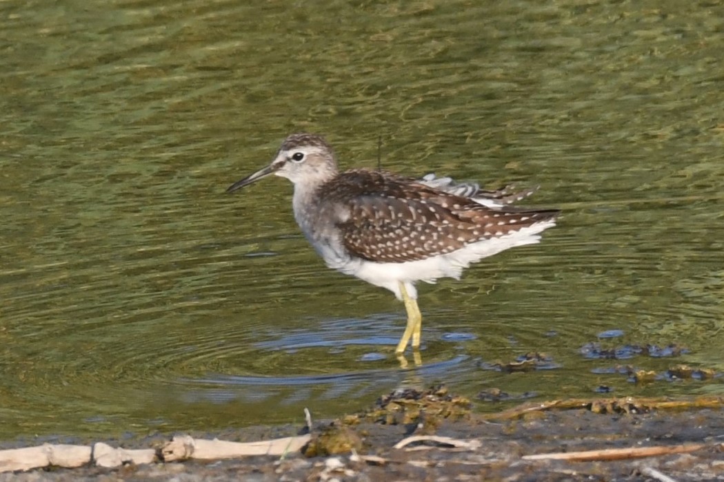 Wood Sandpiper