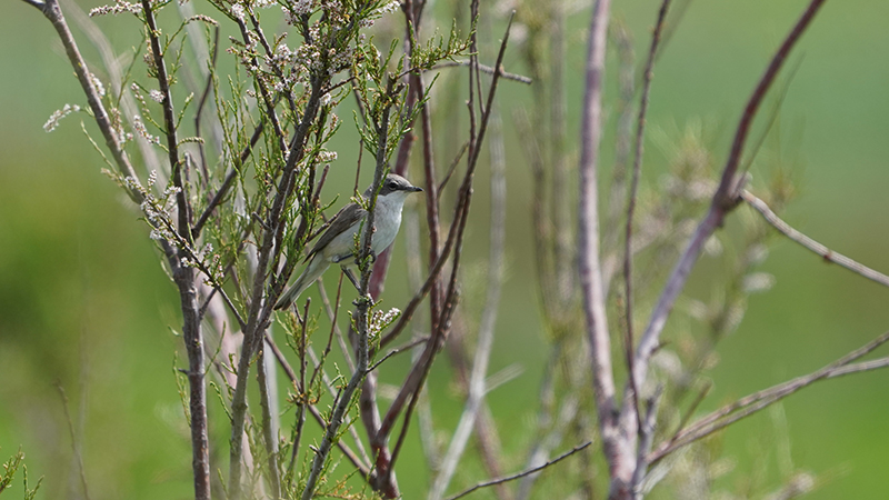 Lesser Whitethroat