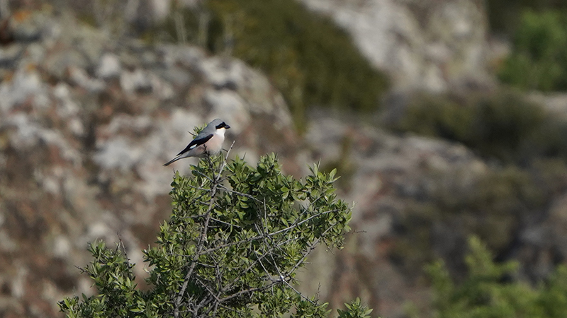 Lesser Grey Shrike